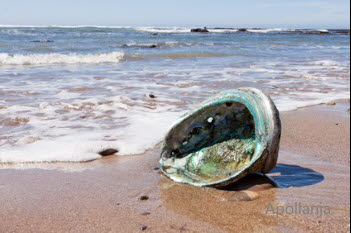 abalone schelp at sea